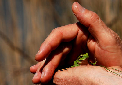 Close-up of person holding hands