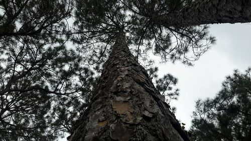 Low angle view of trees against sky