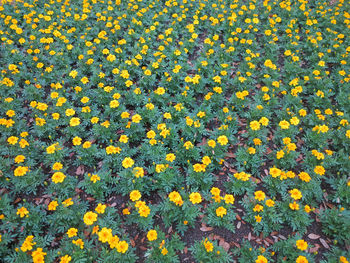 High angle view of yellow flowering plants on field