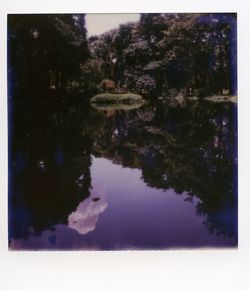 Reflection of trees in water