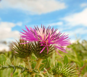 Close-up of pink thistle flower against sky