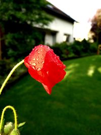 Close-up of red flower blooming outdoors