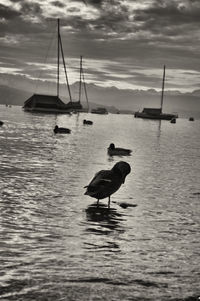 Silhouette man sailing on boat in sea against sky