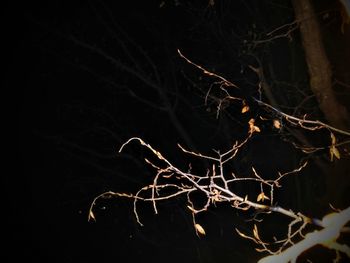 Close-up of bare tree against black background