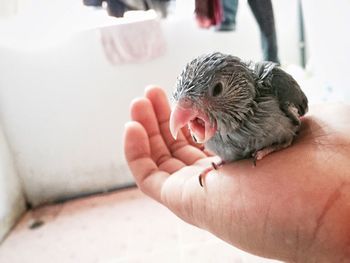 Close-up of a hand holding bird