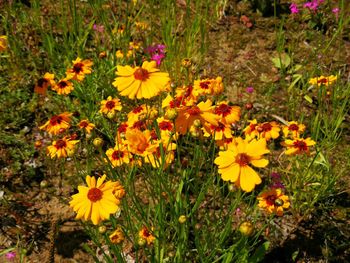 Yellow flowers blooming outdoors