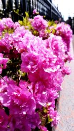 Close-up of pink flower