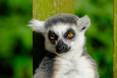 Close-up of lemur sitting outdoors