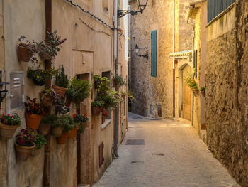 Potted plants on narrow alley amidst buildings