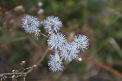 Close-up of white dandelion flower