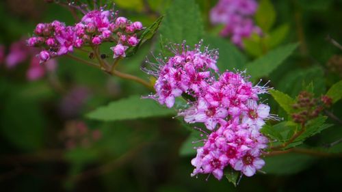 Close-up of pink flowers