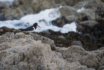 Bird perching on rock