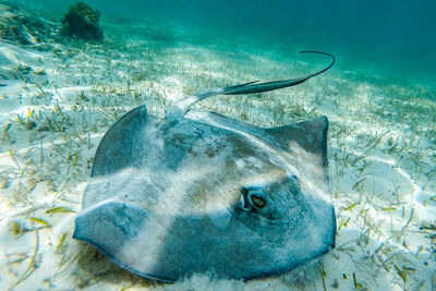 Stingray in sea