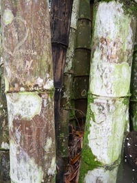 Close-up of moss growing on tree trunk