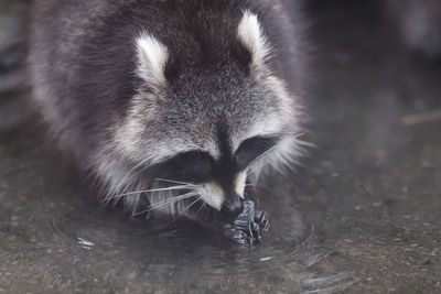Close-up of racoon 