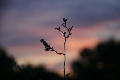 Close-up of silhouette plant against sky at sunset