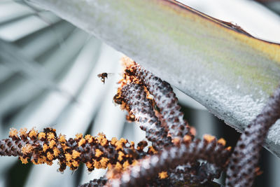 Close-up of bee on leaf