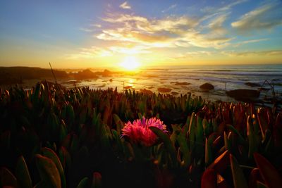 Close-up of flowering plants on land against sky during sunset