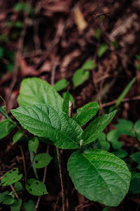 High angle view of plant growing on field