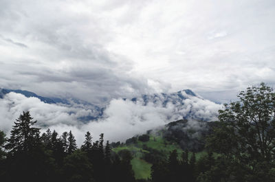 Low angle view of trees in forest against sky