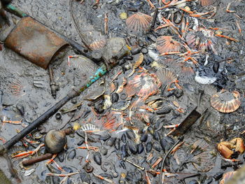 High angle view of turtle in water
