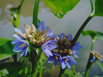 Close-up of flowers blooming outdoors