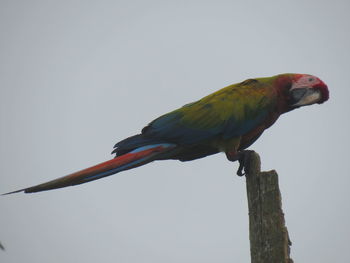 Low angle view of bird perching on wooden post against sky