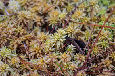 Close-up of insect on flower