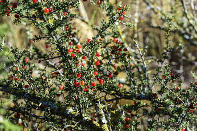 Close-up of christmas tree