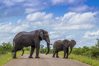 Elephant in a field