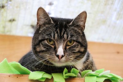 Close-up portrait of a cat