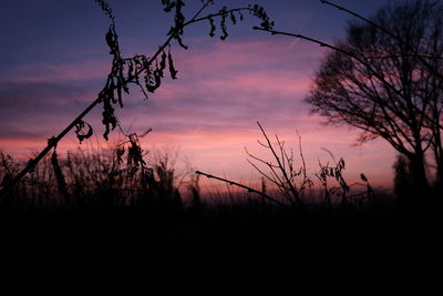 Silhouette plants against sky during sunset