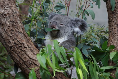 Koala bear sitting on a tree eating eucalyptus leafs