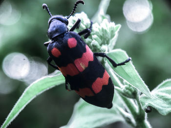 Close-up of ladybug on leaf