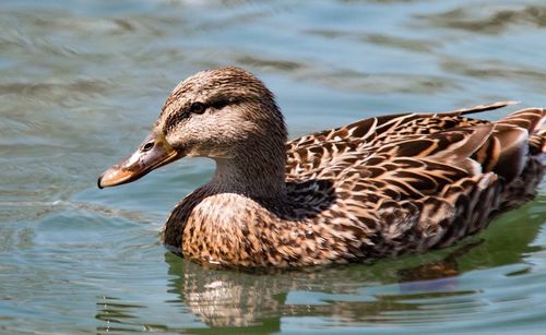 Side view of mallard duck swimming on lake