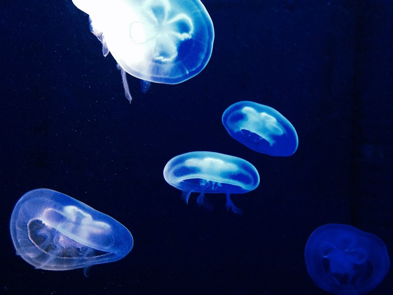 JELLYFISH UNDERWATER