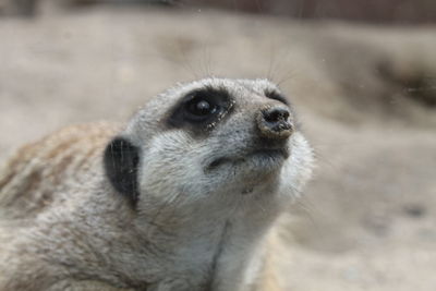 Close-up of animal eye