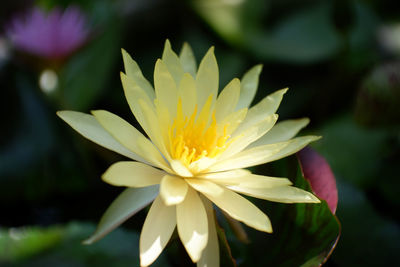 Close-up of purple water lily