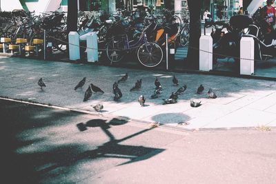 Birds perching on floor in city