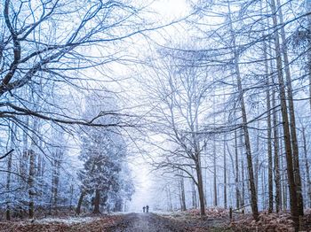 Bare trees on snow covered land