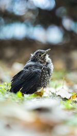 Close-up of bird perching on a plant