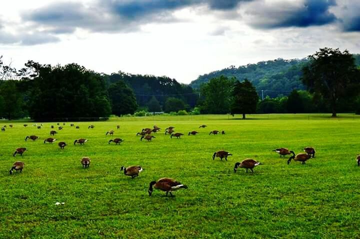 Geese at the park