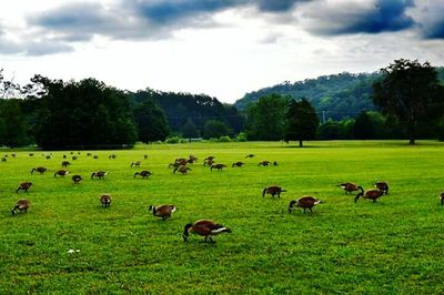 Sheep grazing on grassy field