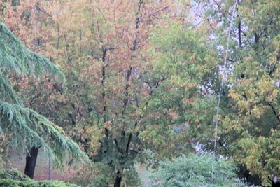 Trees and plants in forest