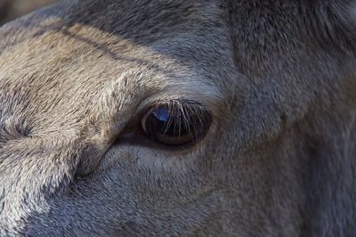 Close-up portrait of a horse