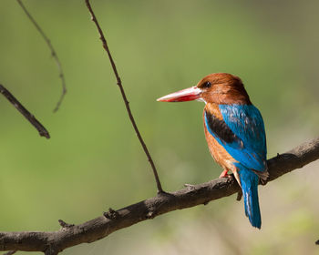 Close-up of white-throated kingfisher perching on branch