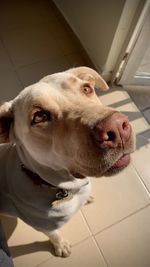 Close-up of a dog looking away