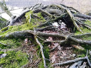 Close-up of tree trunk