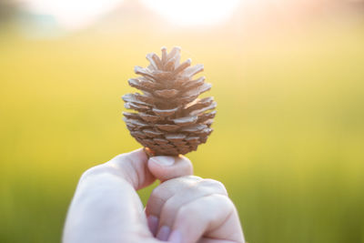 Close-up of hand holding plant