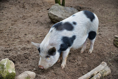 High angle view of pig on zoo field